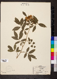 Rosa palustris image