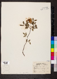 Rosa palustris image