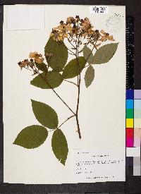 Rosa setigera image