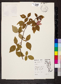 Rosa setigera image