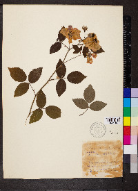 Rosa setigera image