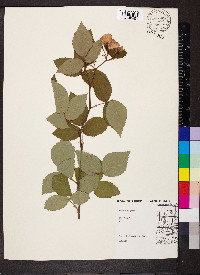 Rosa setigera image