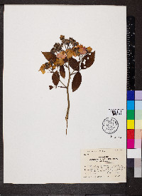 Rosa setigera image