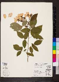 Rosa setigera image