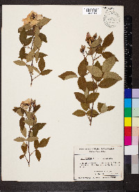 Rosa setigera image