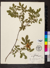 Rosa setigera image