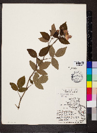 Rosa setigera image