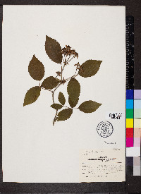 Rosa setigera image