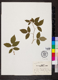 Rosa setigera image