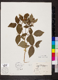 Rosa setigera image