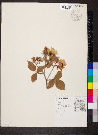 Rosa setigera image