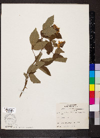 Rosa setigera image