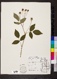 Rosa setigera image