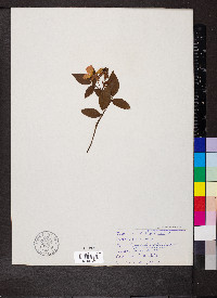 Rosa setigera image