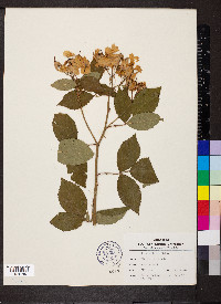 Rosa setigera image