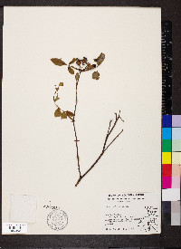 Rosa setigera image