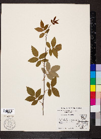 Rosa setigera image