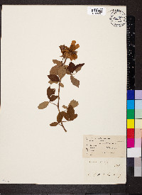 Rosa setigera image