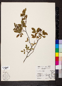 Rosa setigera image