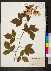 Rosa setigera image