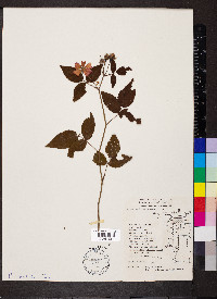 Rosa setigera image