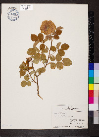 Rosa canina image