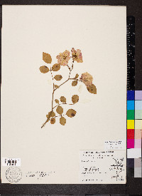 Rosa lucieae image