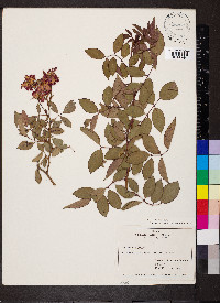 Rosa glauca image