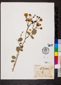 Rosa lucieae image