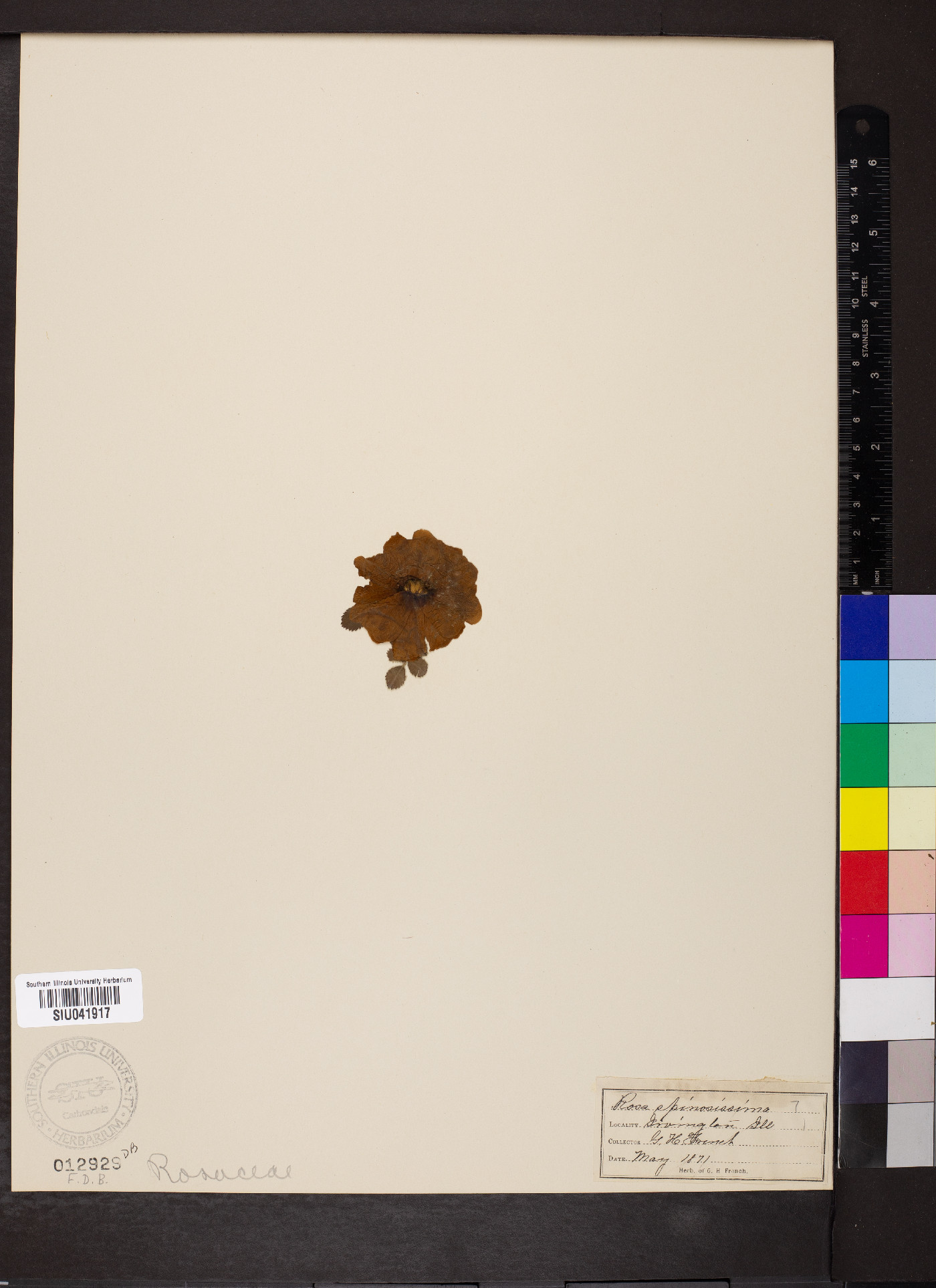 Rosa spinosissima image