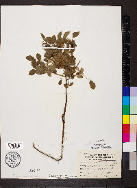 Rosa carolina subsp. carolina image