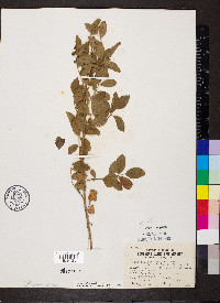 Rosa carolina subsp. carolina image