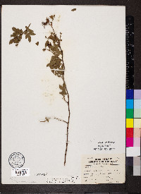 Rosa carolina subsp. subserrulata image