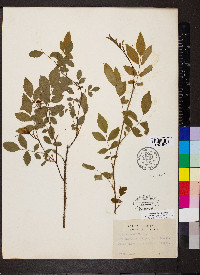 Rosa carolina subsp. subserrulata image