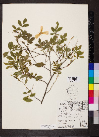 Rosa carolina subsp. subserrulata image