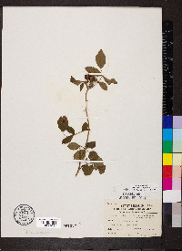 Rosa carolina subsp. subserrulata image