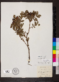 Rosa carolina subsp. subserrulata image