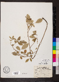 Rosa carolina subsp. subserrulata image