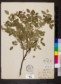 Rosa carolina subsp. subserrulata image