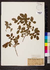 Rosa blanda image