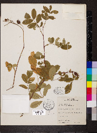 Rosa blanda image