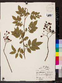 Rosa multiflora image