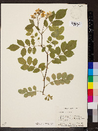 Rosa multiflora image