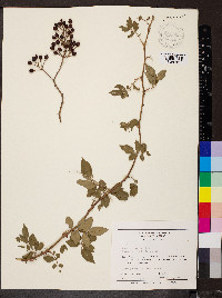 Rosa multiflora image