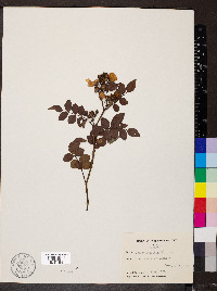 Rosa multiflora image