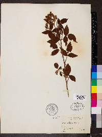 Rosa setigera image