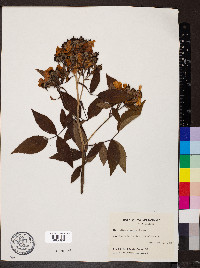 Rosa setigera image