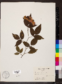 Rosa setigera image