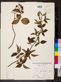 Rosa setigera image
