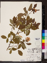 Rosa setigera image